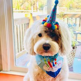 Watson  - Cavapoo