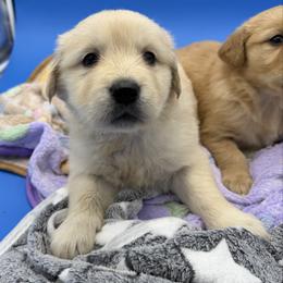 Golden female 2 - Golden female Golden Retriever puppy in Spanaway, Washington from 11 Oaks Kennels