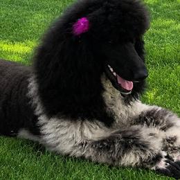 Bernedoodles and Poodles from Red Tulip Poodles