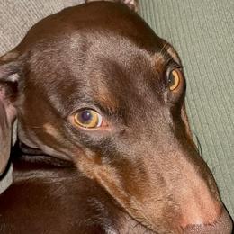 Oliver - Chocolate male Dachshund puppy in Florence, Mississippi from Rosies Doxies and Poodles CKC