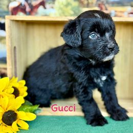 Gucci - female Aussiedoodle puppy in Chino Valley, Arizona from BlueZion Aussies