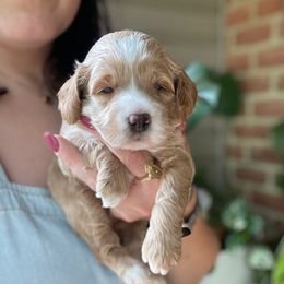 Oak - Cream male Cockapoo puppy in Denver, Pennsylvania from Greenview Puppies