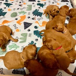 Boy 4 - Dark golden male Golden Retriever puppy in Post Falls, Idaho from Mountain View Goldens