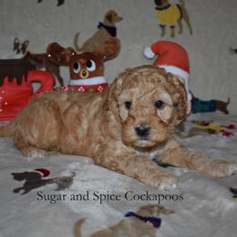 Bonnie - Red female Cockapoo puppy in Hopkins, South Carolina from Sugar and Spice Cockapoos