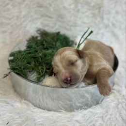 Peter Pan - Gold male Bordoodle puppy in Valley Center, California from Circle R Valley Bordoodls