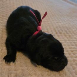 Girl 1 - Black female Labrador Retriever puppy in Oxford, Georgia from Cornish Mountain Labradors