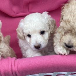 Poodle Puppies from Diaz Poodles