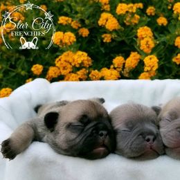 French Bulldog Puppies from Star City Frenchies