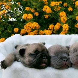 French Bulldog Puppies from Star City Frenchies