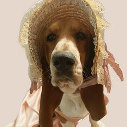 Isabelle - Basset Hound