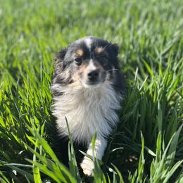 Chewy - Toy Australian Shepherd