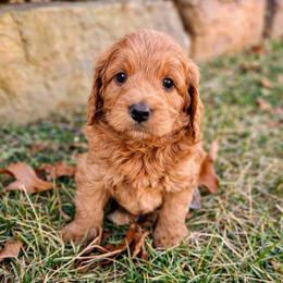 Pongo - Apricot male Goldendoodle puppy in Columbia, South Carolina from Glittering Grace Goldendoodles