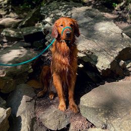 Roman - Golden Retriever