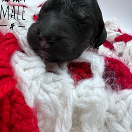 Goldendoodle and Poodle Puppies from Trammell’s Southern Pups