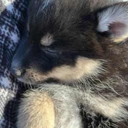 Zeus - Black and white male Pomsky puppy in Oak Harbor, Washington from Island Pomskies