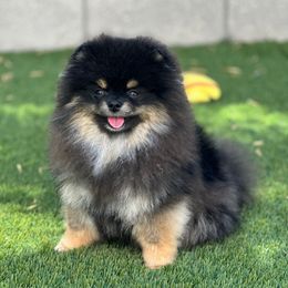 Winston - Pomeranian