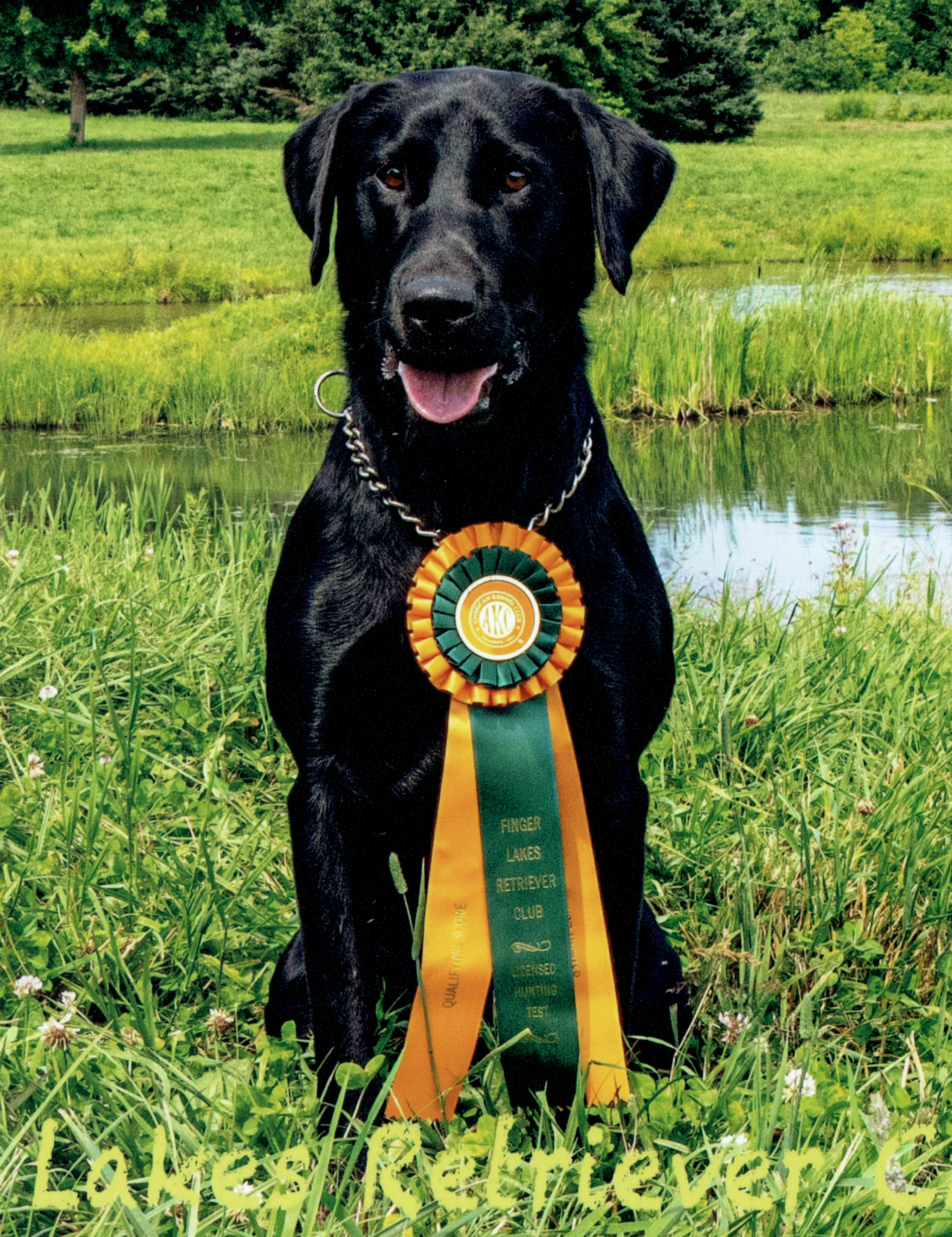 Junior - Labrador Retriever
