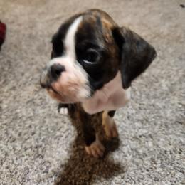 Boy 2 - Brindle male Boxer puppy in Eden Nc, North Carolina from Clearview boxers