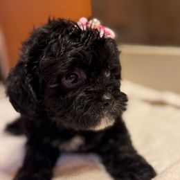 Beauty - Black female Yorkipoo puppy in Independence, Kentucky from 4paws4ever by Design