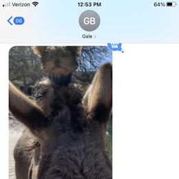 Yorkshire Terrier Puppies from Happy Little Yorkies