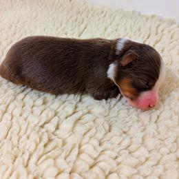 Rad - Blue Collar - Red tri-color male Australian Shepherd puppy in San Marcos, California from Faith Family Freedom Farm