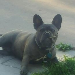 French Bulldog All Grown Up from Pardon My Frenchie