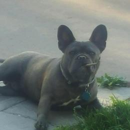 French Bulldog All Grown Up from Pardon My Frenchie