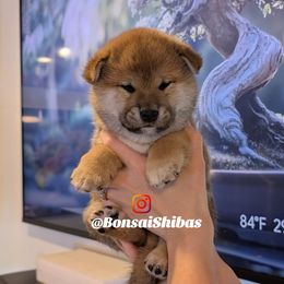 ZORO - Red male Shiba Inu puppy in Minnesota from BonsaiShibas