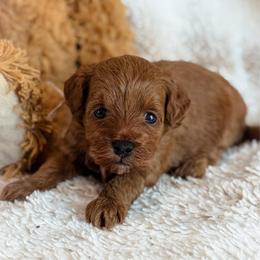 Tilly - Red  female Goldendoodle puppy in Wharton, Texas from Little Fur Friends