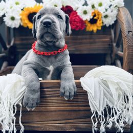 Red Collar, Blue - Blue female Great Dane puppy in Loma, Colorado from Adobe Creek Danes