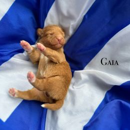 Nova Scotia Duck Tolling Retriever Puppies from Tallyho Tollers