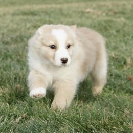 Daphne - Yellow female Australian Shepherd puppy in Holmesville, Ohio from Coffee Run Spring at Miller Farms