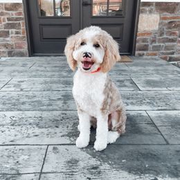 Remi - Goldendoodle