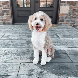 Remi - Goldendoodle
