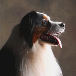 Da Vinci - Australian Shepherd