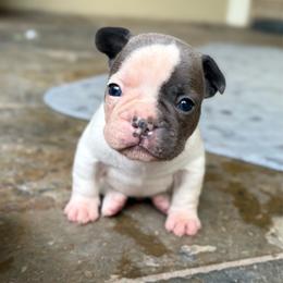 Rowdy - Blue male French Bulldog puppy in Conroe, Texas from The Frenchie Farm