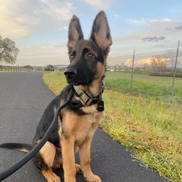 German Shepherd Puppies from Bidwell Knight Shepherds
