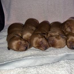 Lava Girl 2 - Dark golden female Golden Retriever puppy in Fort Morgan, Colorado from Golden Girls Kennels, LLC