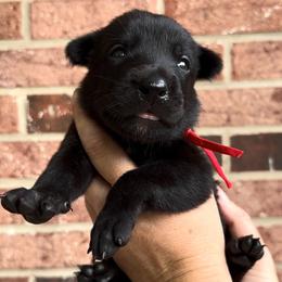 Male 2 - Black brindle male Dutch Shepherd puppy in Fayetteville, North Carolina from Iron Sight K9s