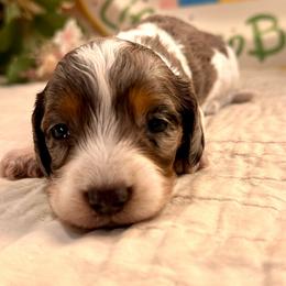 Wilks - Dapple male Dachshund puppy in Hensley, Arkansas from The Dachshund Barn