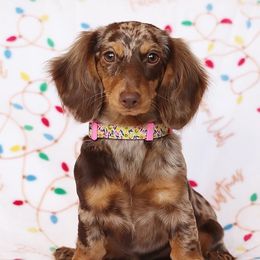 Cookie - Dachshund
