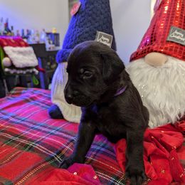Labrador Retriever Puppies from Starfire Labradors