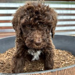 Blue Collar Boy - Brown male Poodle puppy in Colorado Springs, Colorado from Pikes Peak Doodles