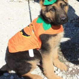 German Shepherd Puppies from Von Hartwin Kennels