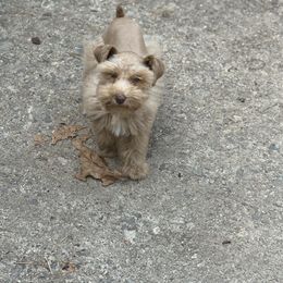 Delilah - Miniature Schnauzer