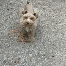Delilah - Miniature Schnauzer