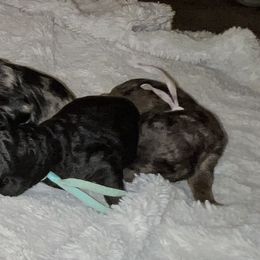 Goldendoodle Puppies from Pearl Grey Doodles