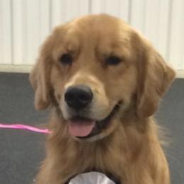 Golden Retrievers from 2Journey golden retrievers