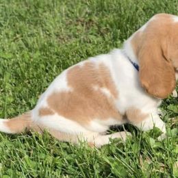 Basset Hounds from B-UTIFUL BASSETS