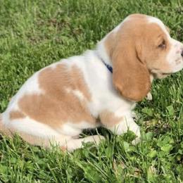 Basset Hounds from B-UTIFUL BASSETS